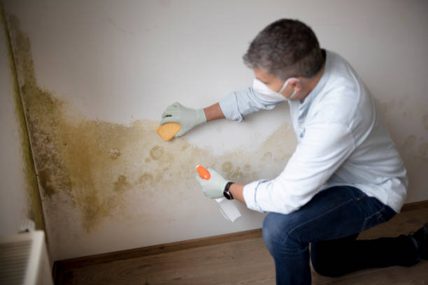 Trusted Belleville, WI Mold Removal Experts